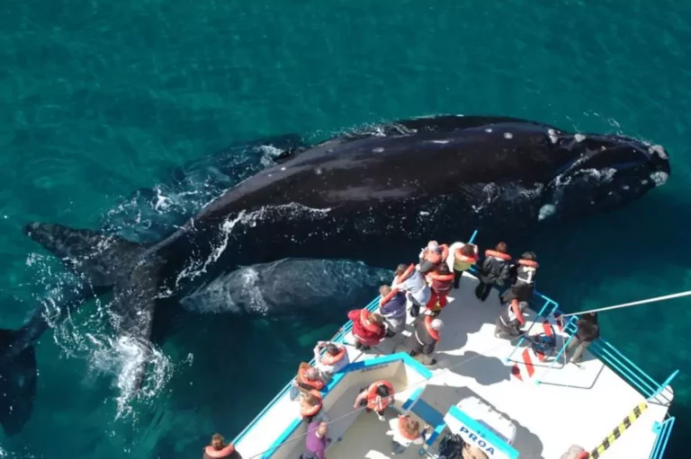 Whales and penguins safari from Buenos Aires